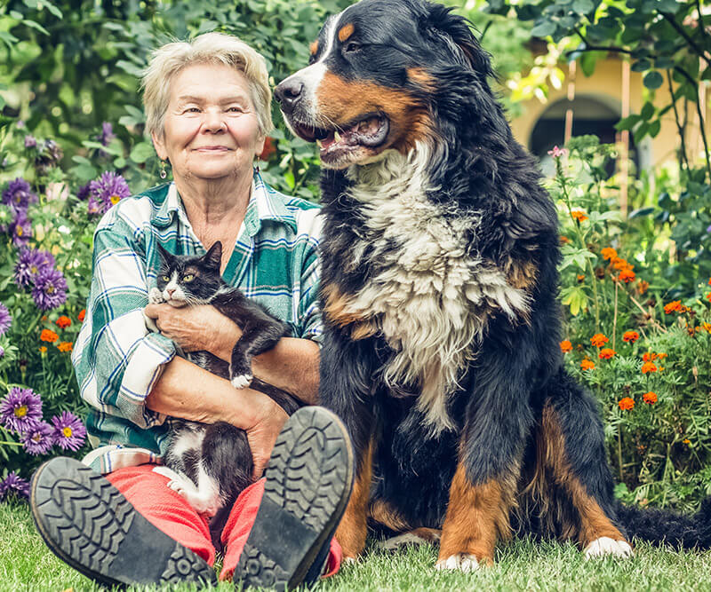 Veterinarian At Altitude Animal Hospital