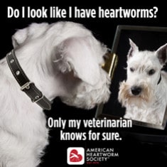 Heartworm Disease Treated At Animal Hospital