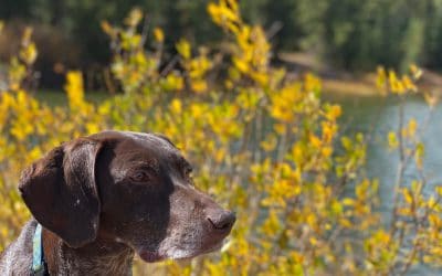 Heartworm Disease and Your Colorado Dog