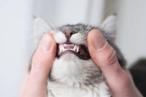 Cat Dental Cleaning At Altitude Animal Hospital