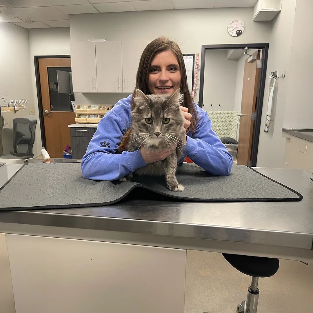 Veterinary team member in a blue sweatshirt holding a gray tabby cat on an exam table in a clinic room.