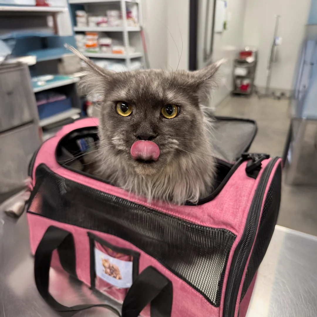 Grey cat with yellow eyes and tongue out, sitting in a pink pet carrier on a veterinary exam table.