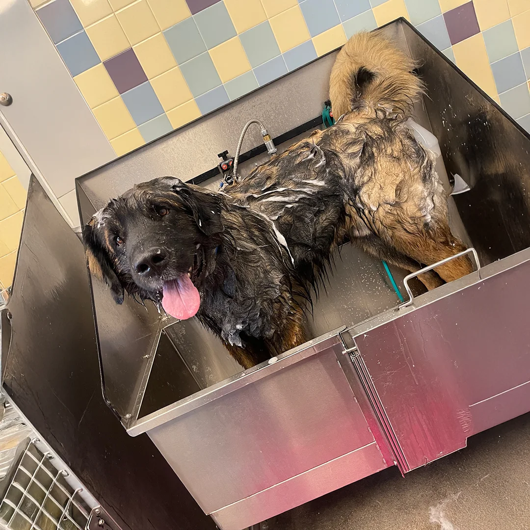 cute dog with vet