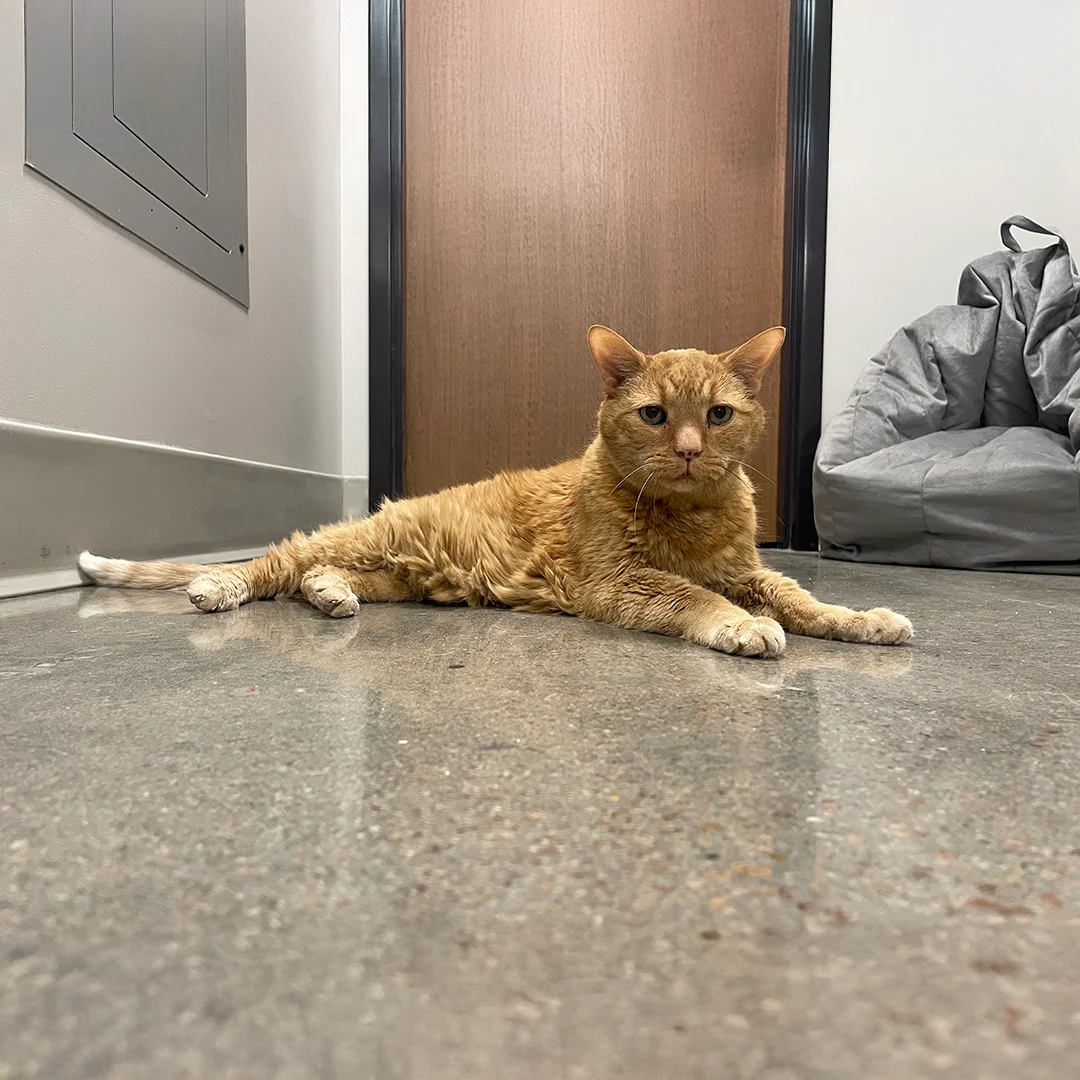 cat sitting on floor