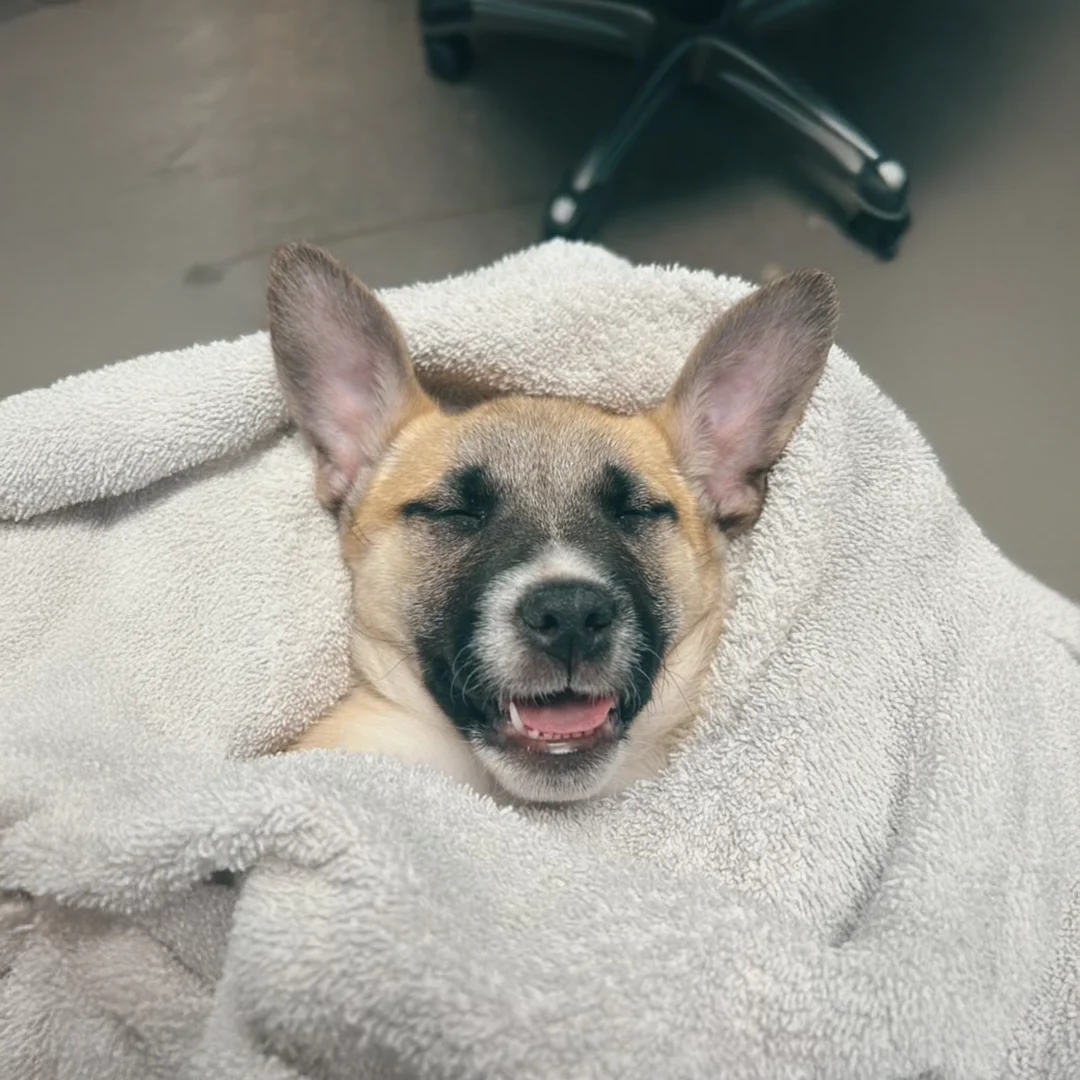 cute puppy