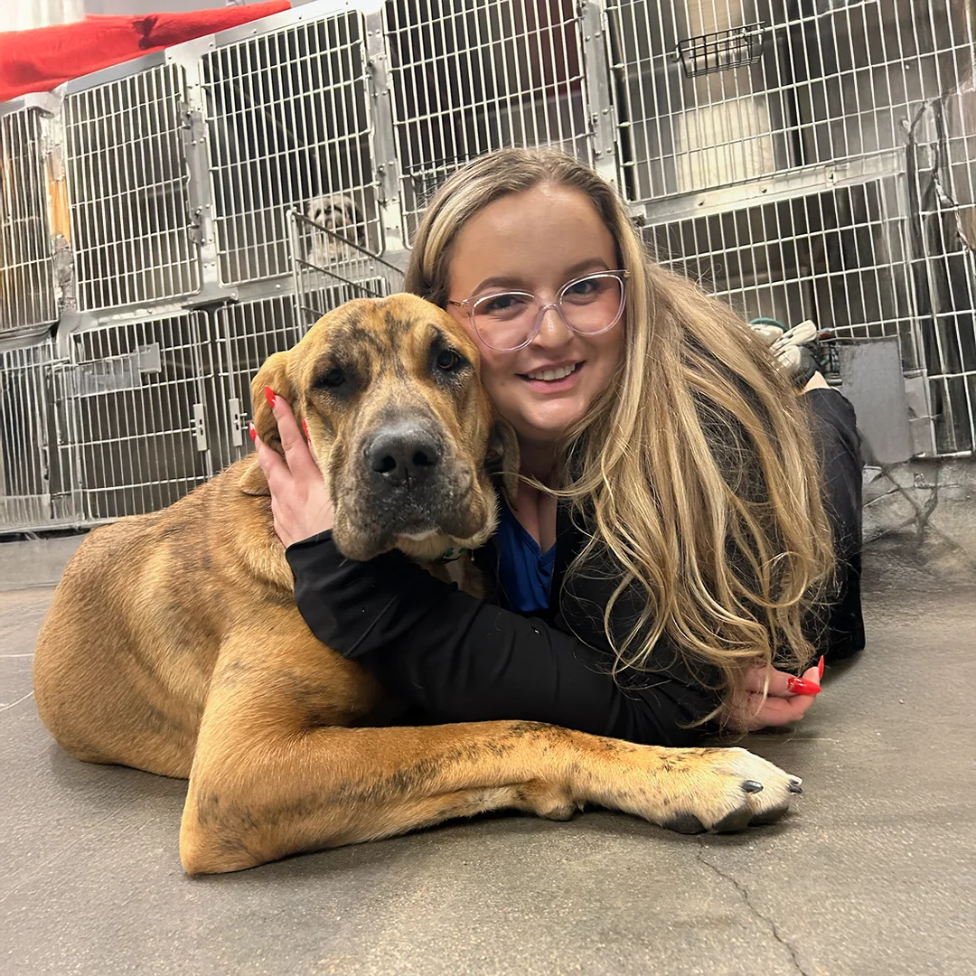 Smiling team member lies on the floor hugging a large brindle dog in front of kennels.