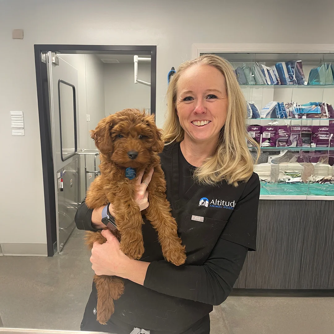 altitude vet holding dog