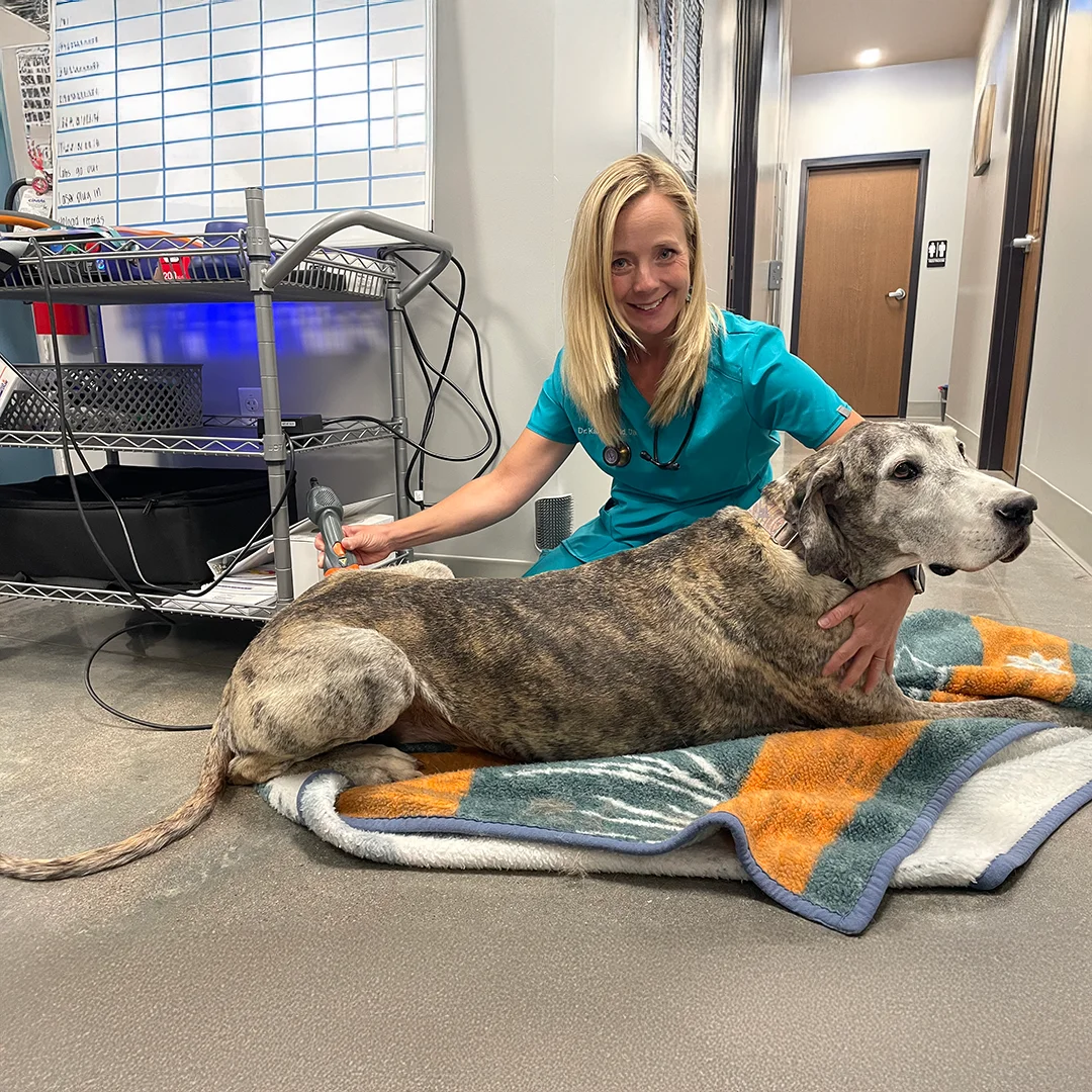 Veterinarian Providing Laser Therapy to Senior Dog Veterinarian using a laser therapy device on a senior brindle dog lying on a blanket At <a href="/about-us/">Altitude Animal Hospital</a>.