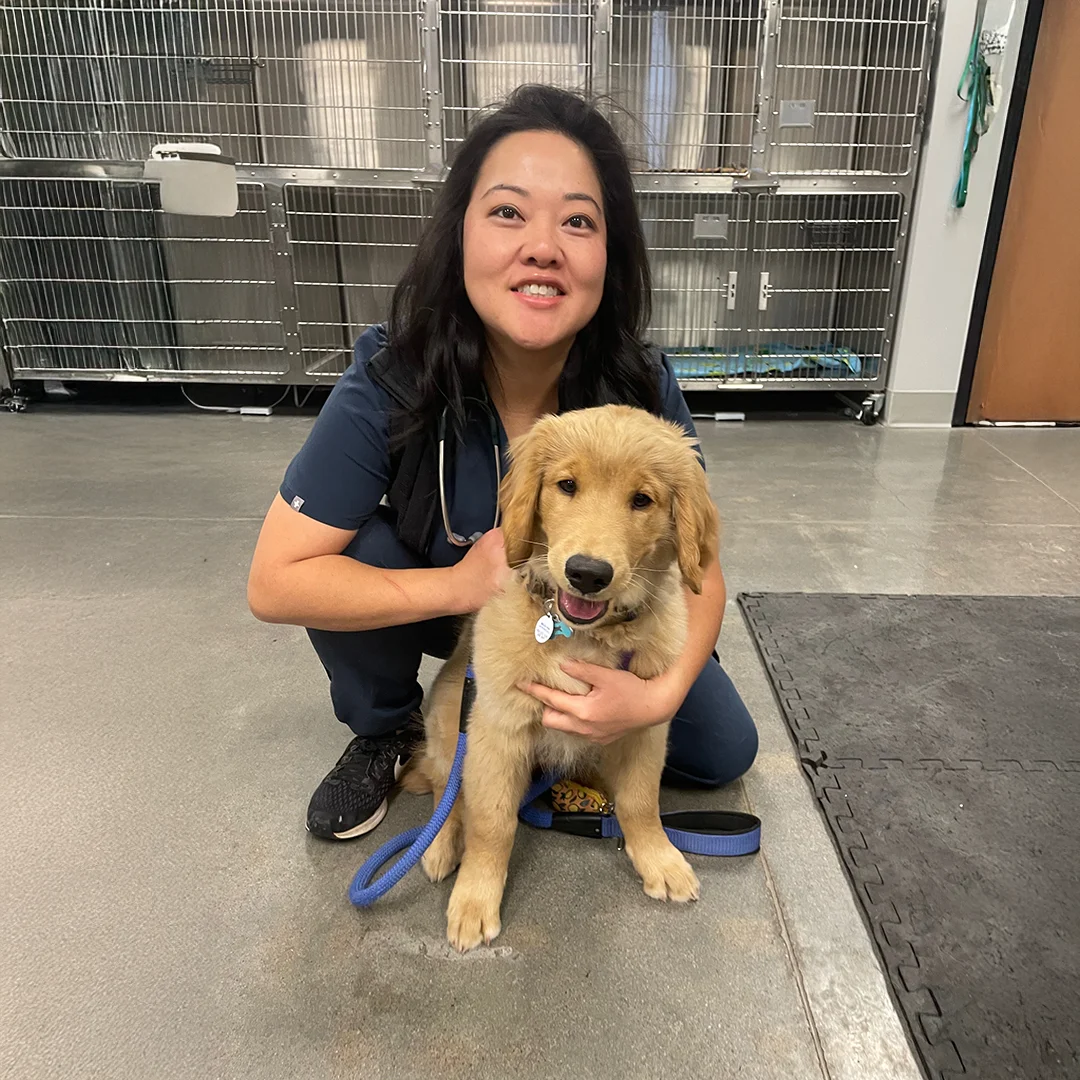 vet holding puppy vet holding puppy