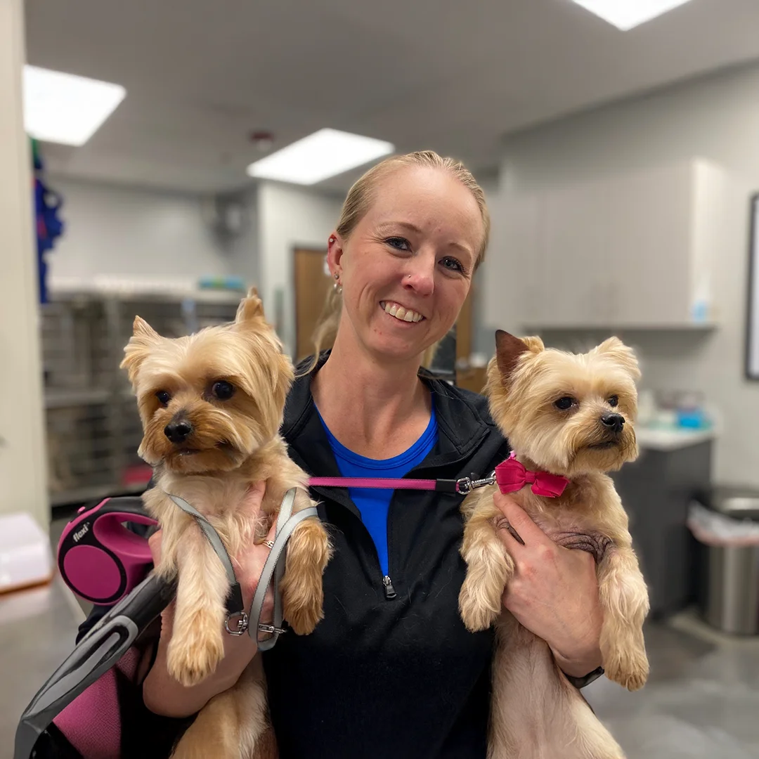 Smiling woman holding two small Yorkshire Terriers with leashes inside a veterinary clinic.