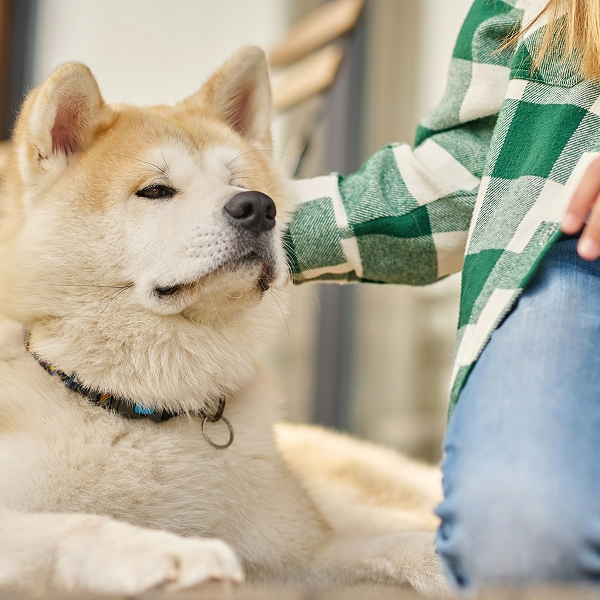 dog wellness matters