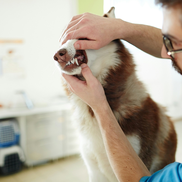 vet checking dog