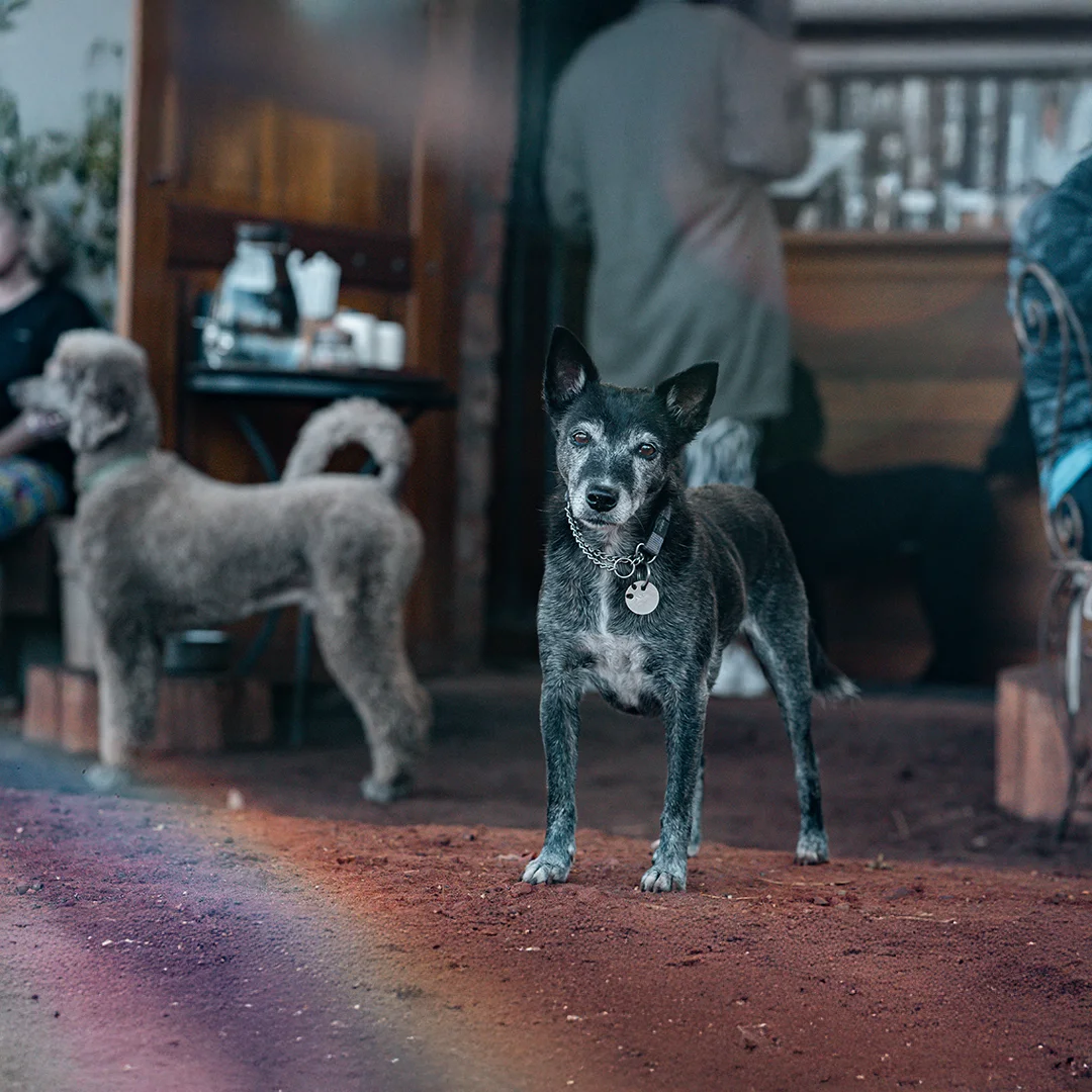 Small black dog with tags standing on a café patio with people and another dog in the background.