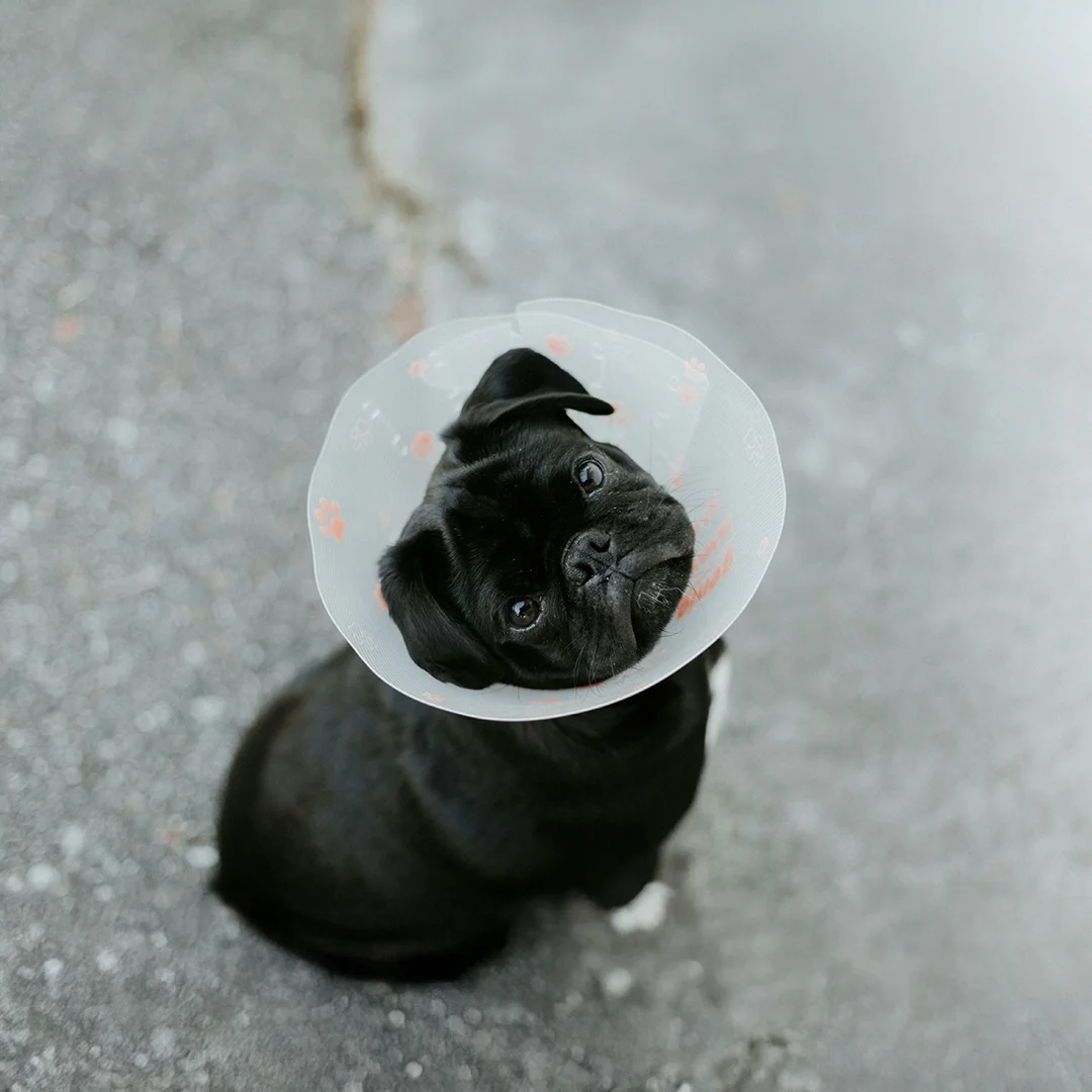 Black pug sitting on pavement wearing a clear cone with orange paw prints after a veterinary procedure.