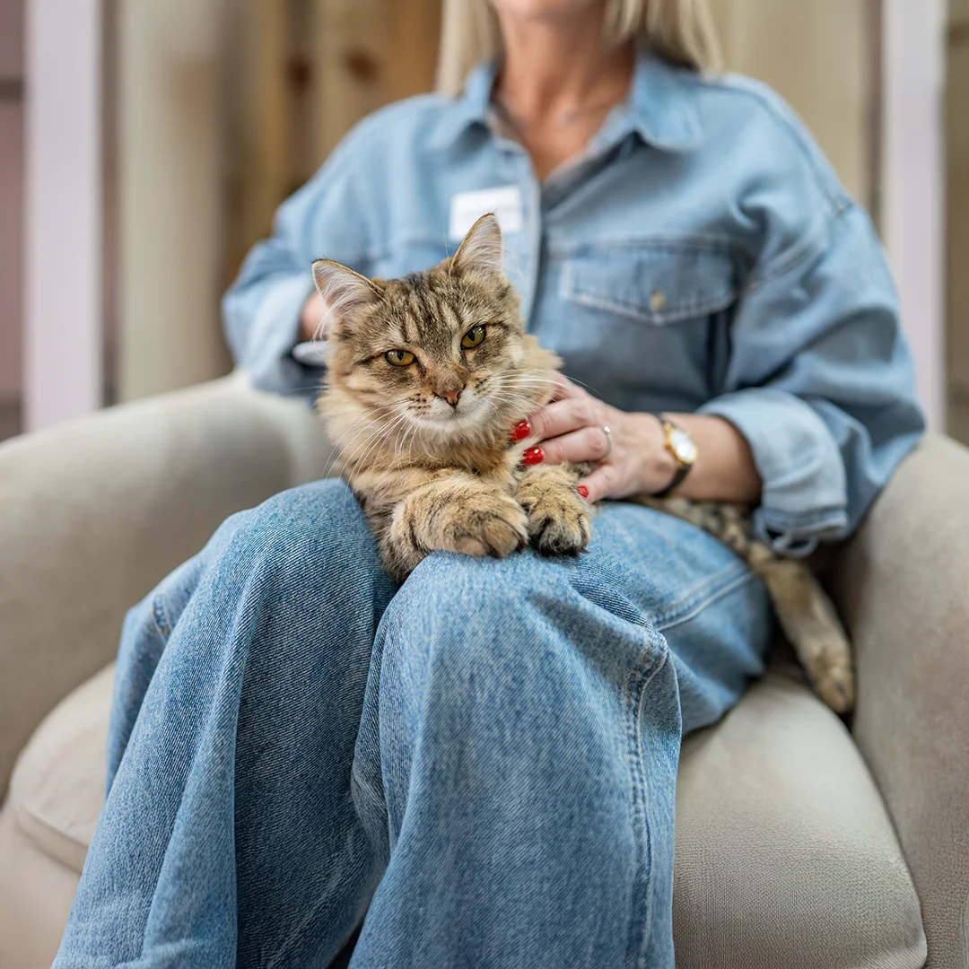 Fluffy tabby cat resting on a woman’s lap in a denim outfit while seated in a chair.