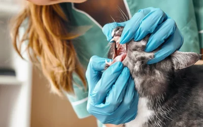 Dental Disease in our Cats and Dogs