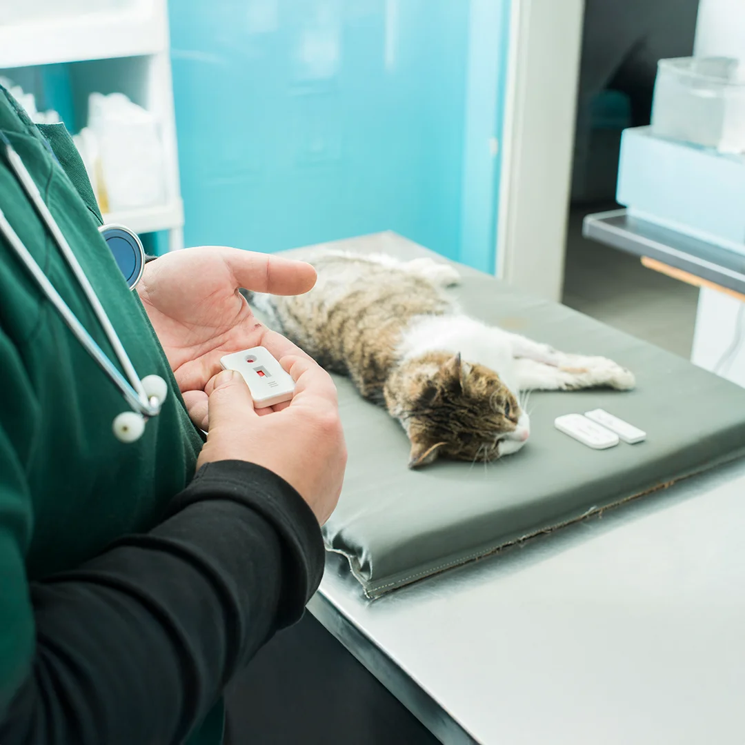 Veterinarian holding a rapid blood test while a tabby cat lies on a padded table in the exam room.