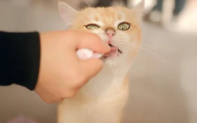 Allergies in Your Dog and Cat