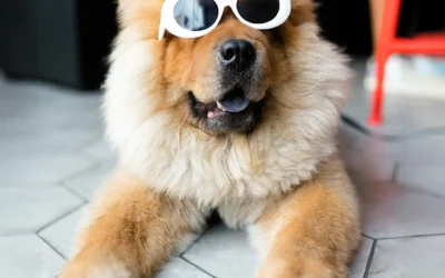 Laser Therapy in Cats and Dogs