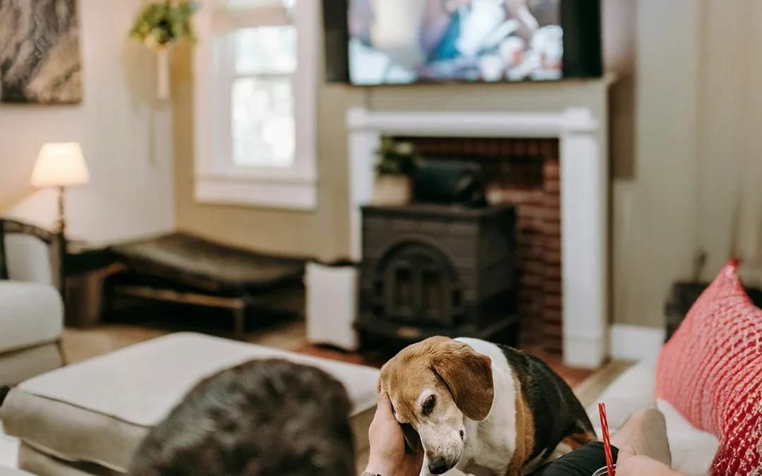 Person relaxing on a couch petting a beagle while watching TV in a cozy living room.