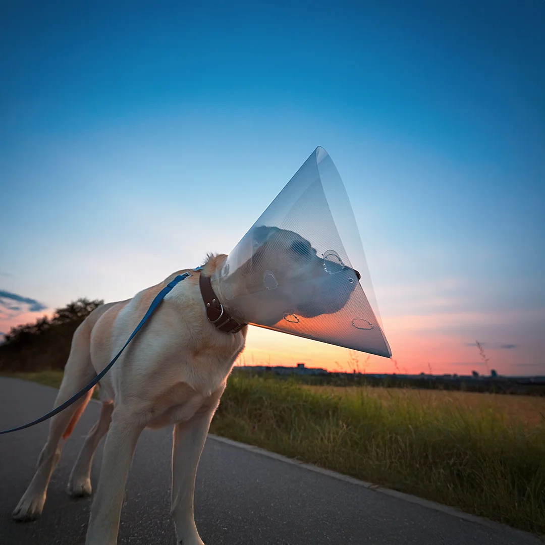 Large dog in a plastic cone walking on a paved path at sunset.