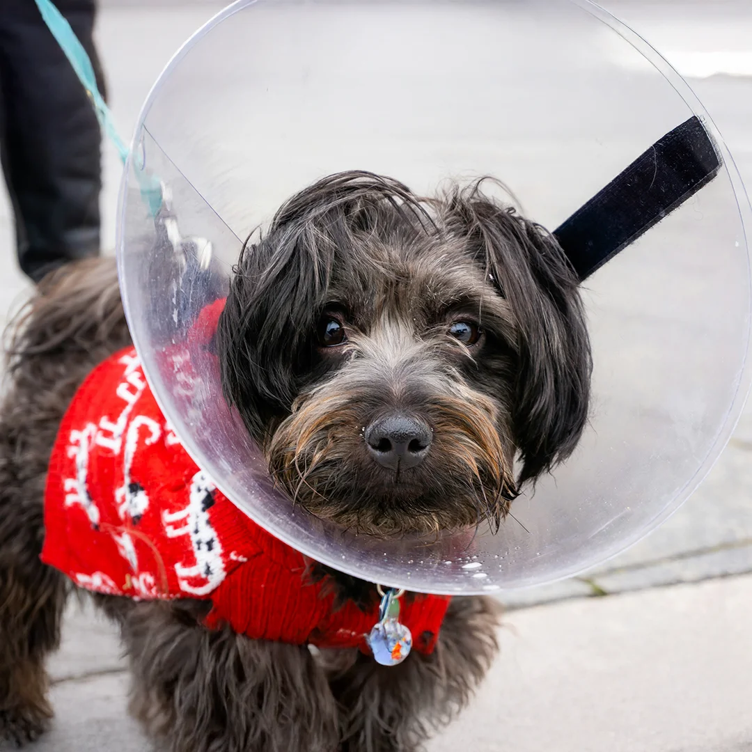Close-up of a black and brown dog in a red sweater wearing a plastic recovery cone after veterinary treatment.