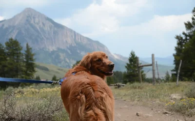 Heartworm Disease and Your Colorado Dog