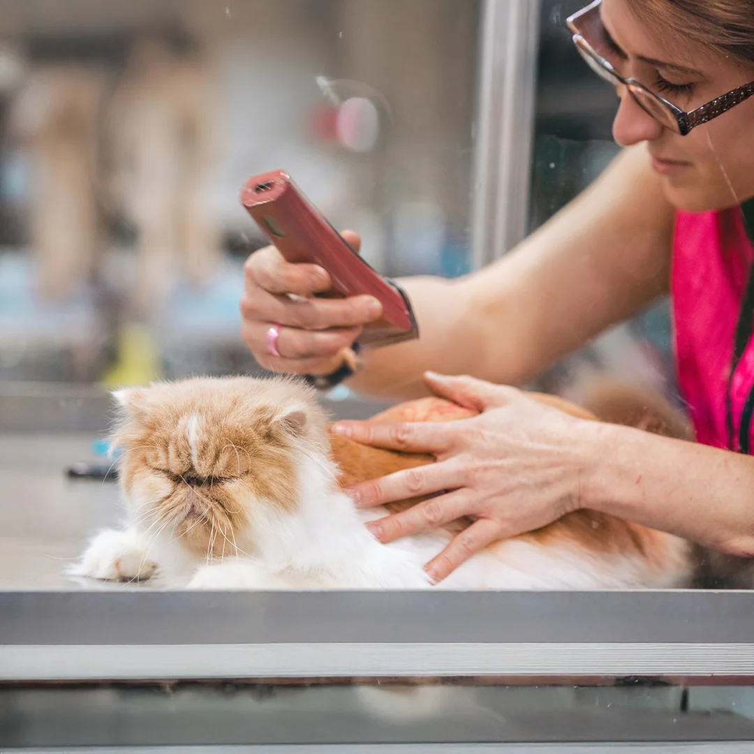 Groomer using clippers to trim the fur of a relaxed long-haired cat on a grooming table.