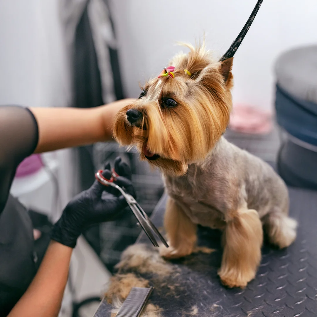Yorkshire Terrier with styled hair being groomed by a professional using scissors.