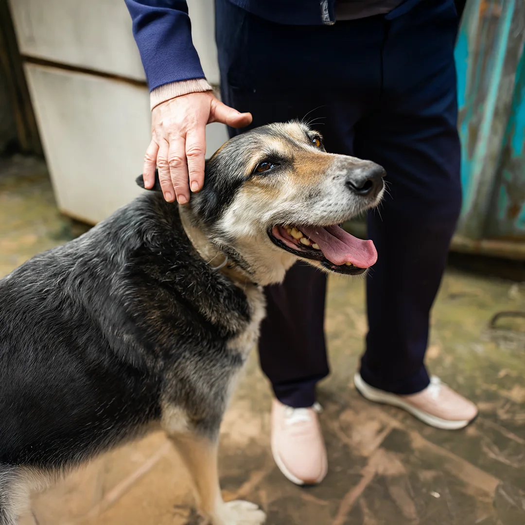 Large black and tan dog with tongue out being gently petted by a standing person.