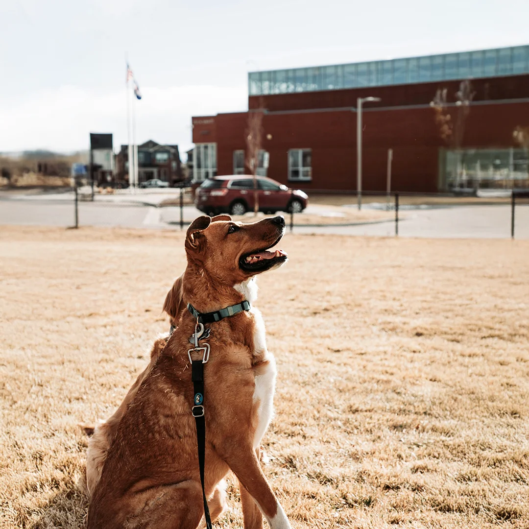 Brown dog on a leash sitting on dry grass and looking up near a school building and parked cars.