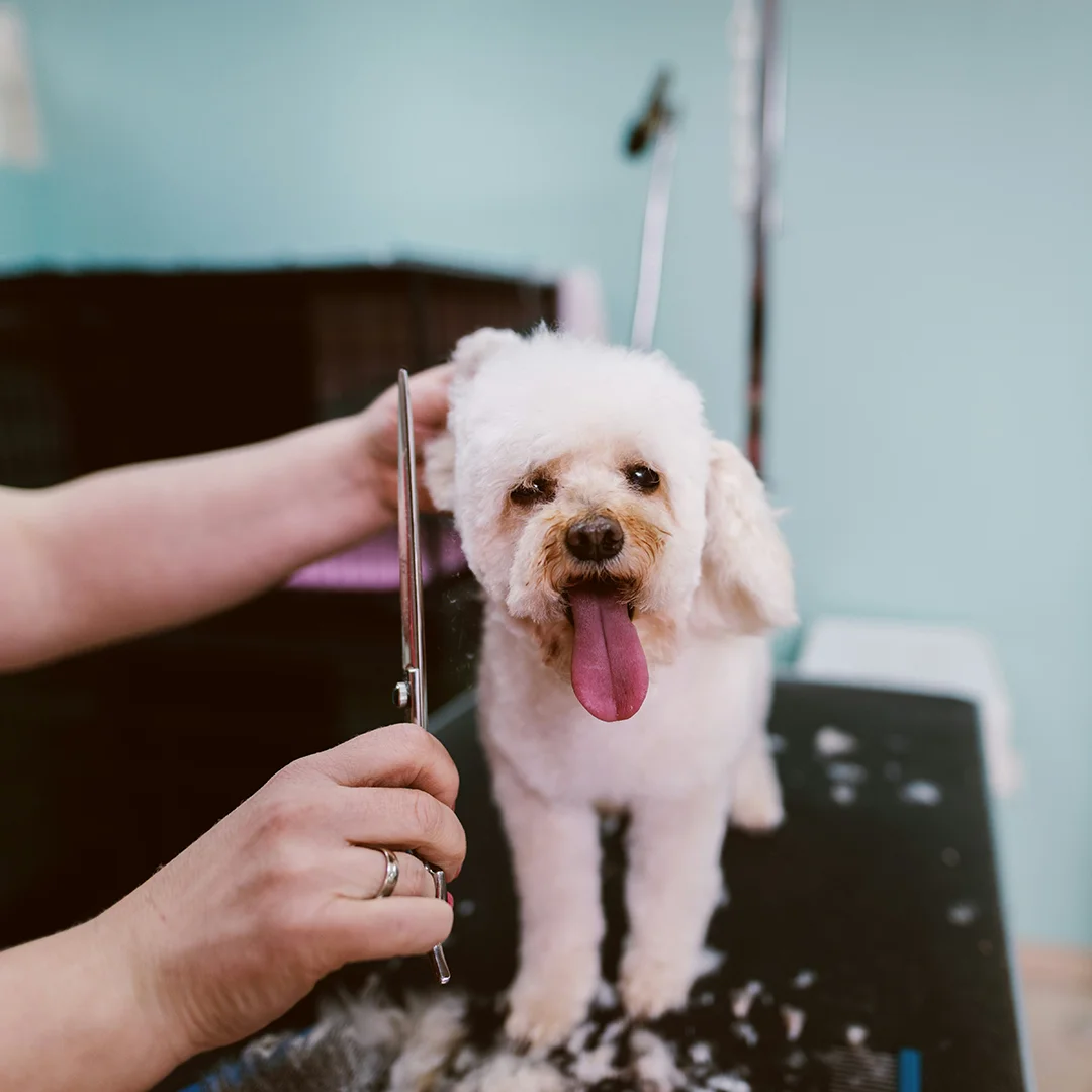 White poodle with tongue out being trimmed by a groomer on a black grooming table.