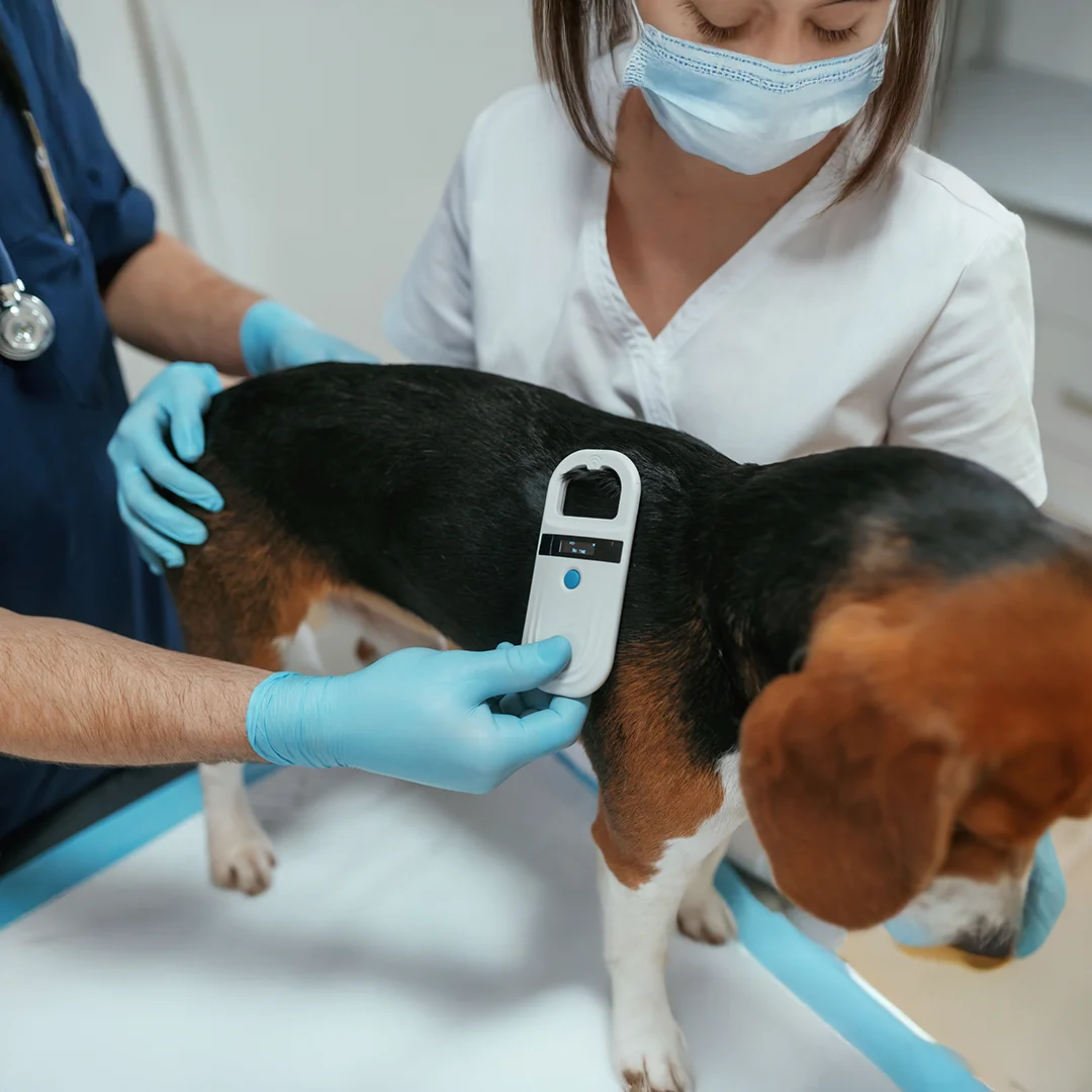 Veterinarians using a white microchip scanner on a tricolor dog during a clinic exam.