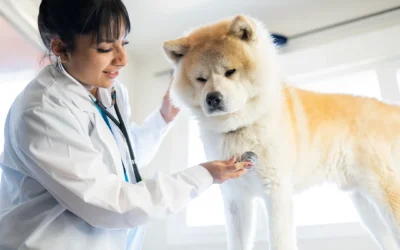 Heartworm Disease in Colorado