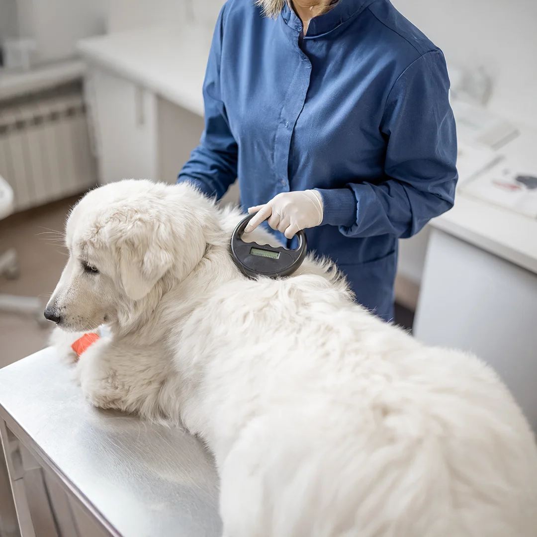 Veterinarian using a microchip scanner on a large white dog lying on an exam table.