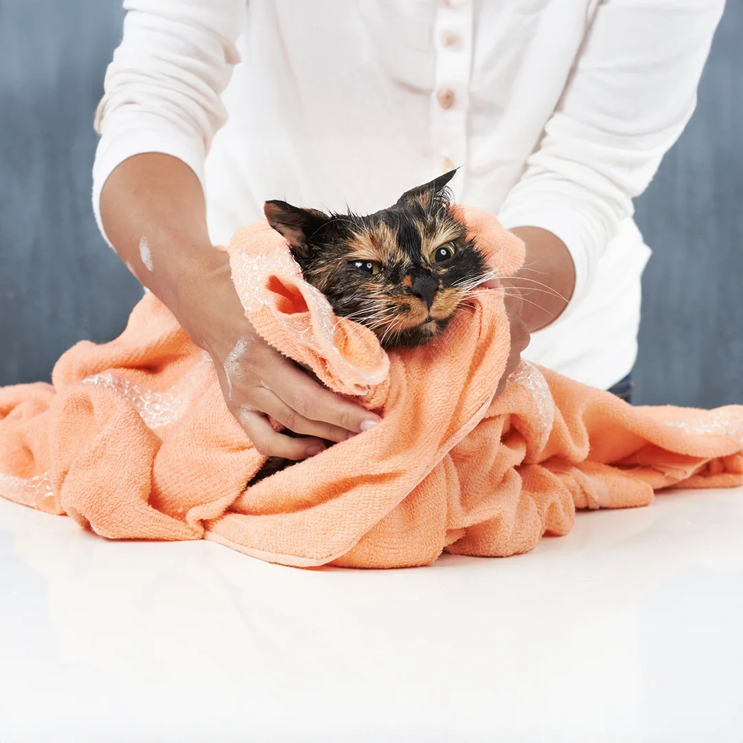 Tortoiseshell cat wrapped in an orange towel being dried by a person after a bath.