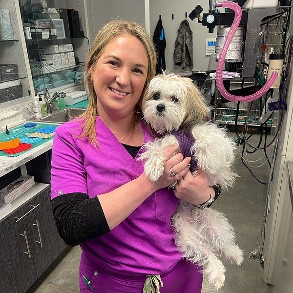 dog with vet dog with vet