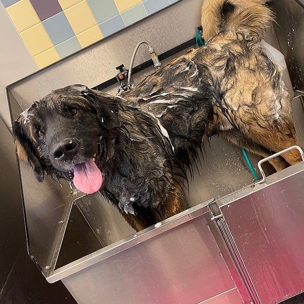 dog taking a bath dog taking a bath