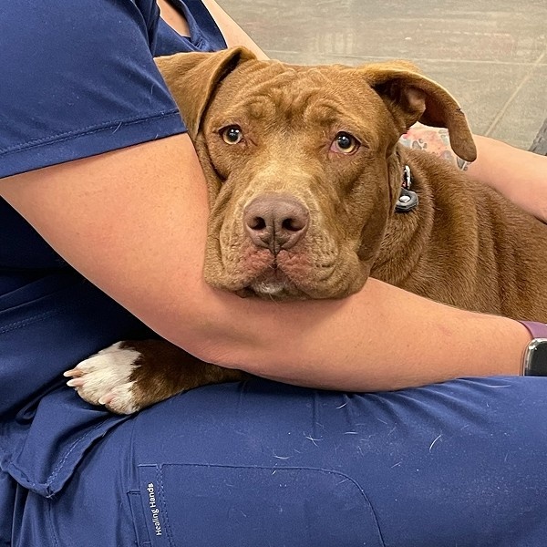 dog sitting on vet lap dog sitting on vet lap