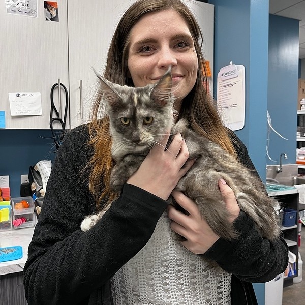 vet holding cat vet holding cat