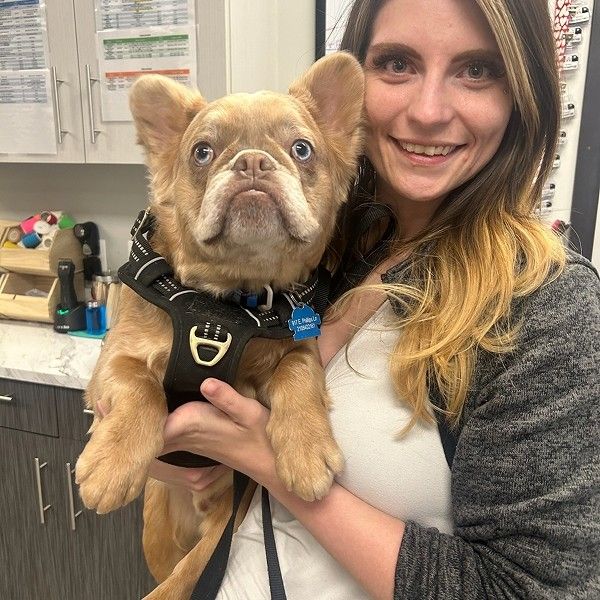 vet holding dog vet holding dog