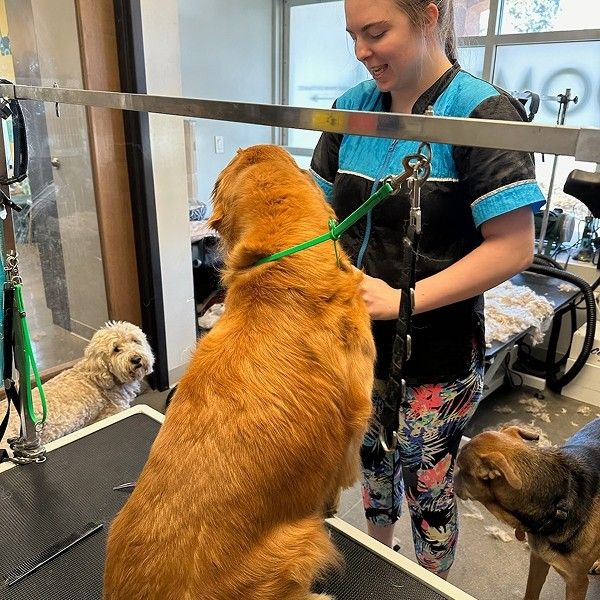 dog taking therapy dog taking therapy