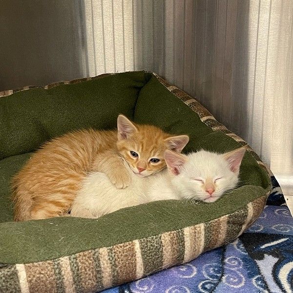 two cats lying on bed two cats lying on bed