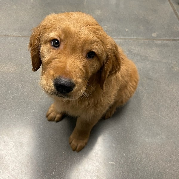 cute puppy looking up cute puppy looking up