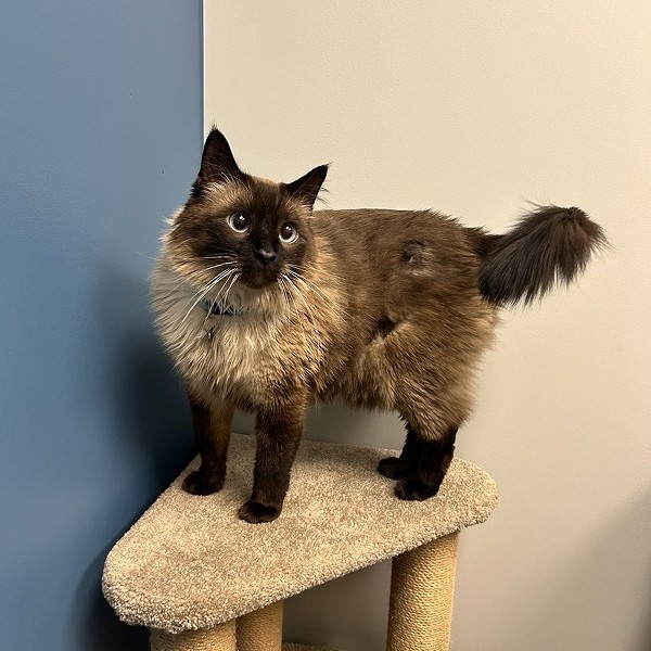 cat standing on small bench cat standing on small bench