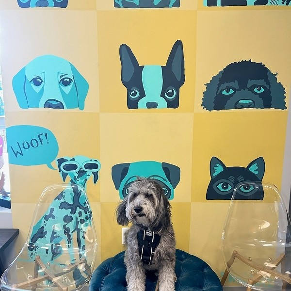 dog sitting infront of dog posters dog sitting infront of dog posters
