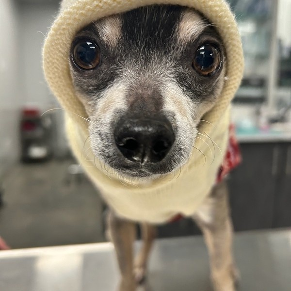 dog with head wrapped dog with head wrapped