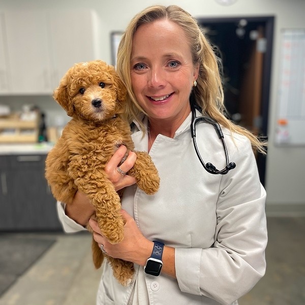 vet holding puppy in hand vet holding puppy in hand