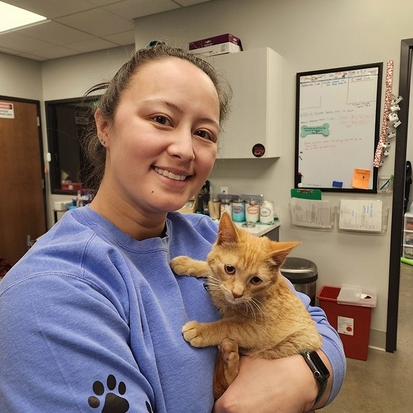 vet holding kitten vet holding kitten