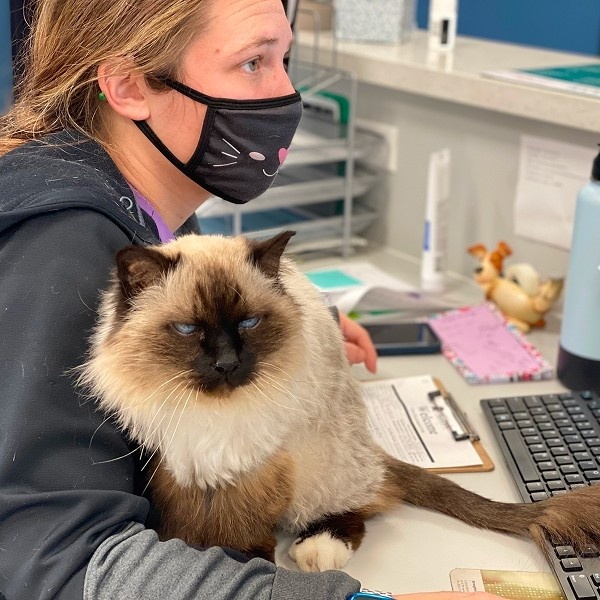 cat with vet cat with vet